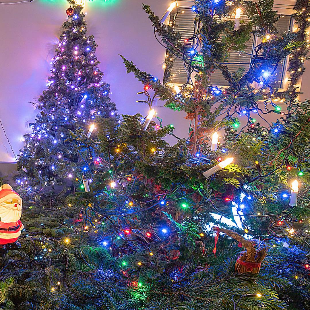 Mehrere dekorierte Weihnachtsbäume im Innenraum, beleuchtet mit farbigen Lichterketten und umgeben von dichten grünen Zweigen, die eine festliche Weihnachtsausstellung schaffen.