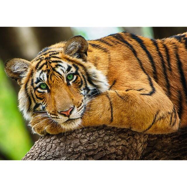 TREFL Tiger Portrait Puzzle 500 Teile