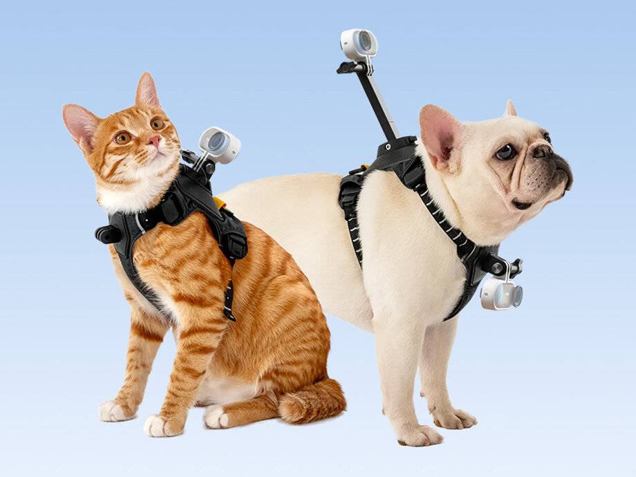 Ein roter Kater und eine Französische Bulldogge, die Geschirre mit Kameras tragen, sitzen auf blauem Hintergrund und schauen in die gleiche Richtung.