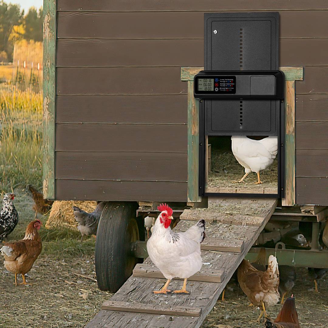Ein weißes Huhn steht auf einer Rampe, die in einen mobilen Stall führt, während sich mehrere andere Hühner draußen auf einem grasbewachsenen Hof versammeln.