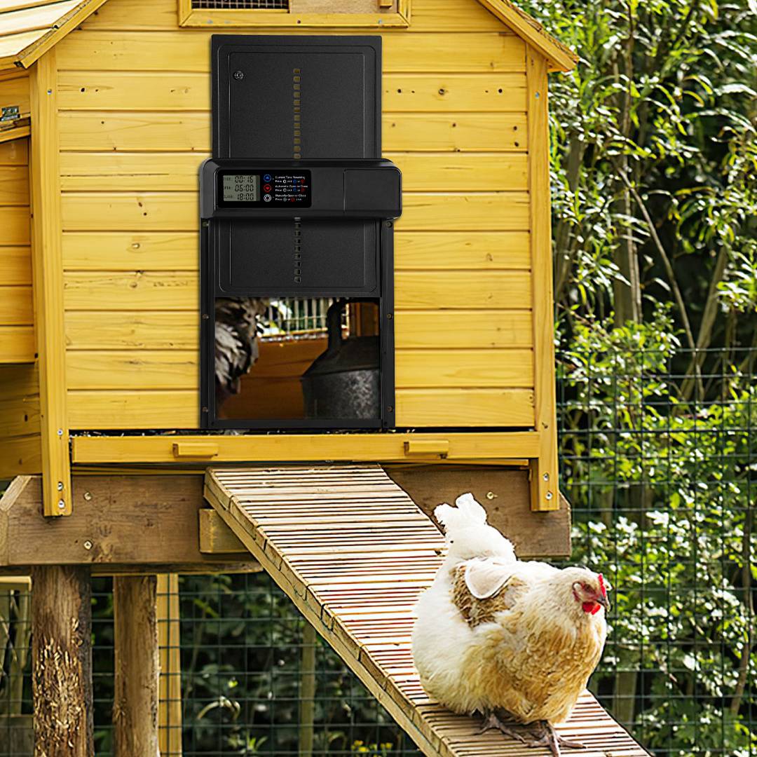 Ein weißes Huhn steht auf einer Rampe, die zu einem gelben Hühnerstall führt, mit einem weiteren Huhn, das darin sichtbar ist, und einem eingezäunten, bewachsenen Hof dahinter.