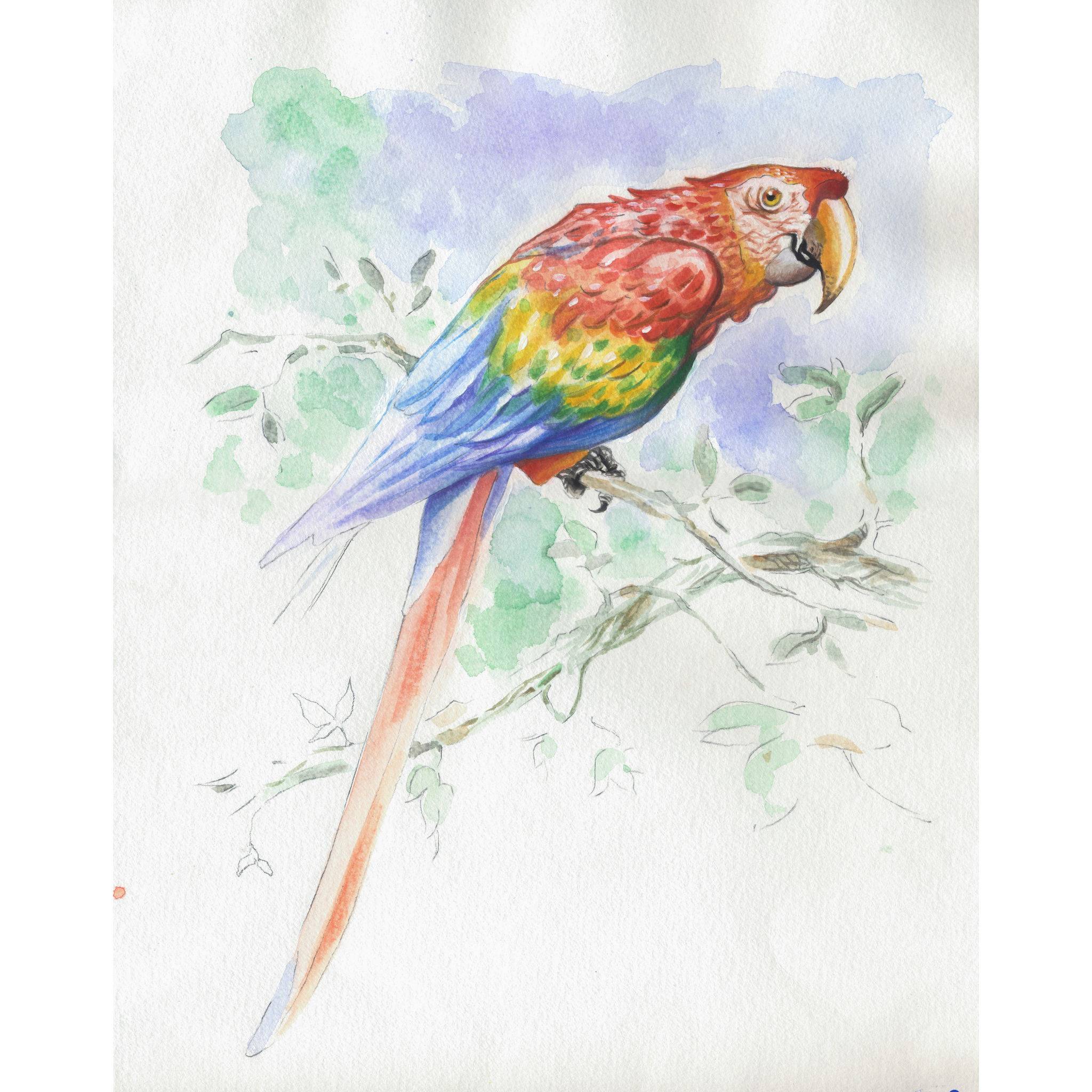 Clairefontaine 5x Aquarellblock 30x40cm 15 Blatt Motiv Tiere 975725C