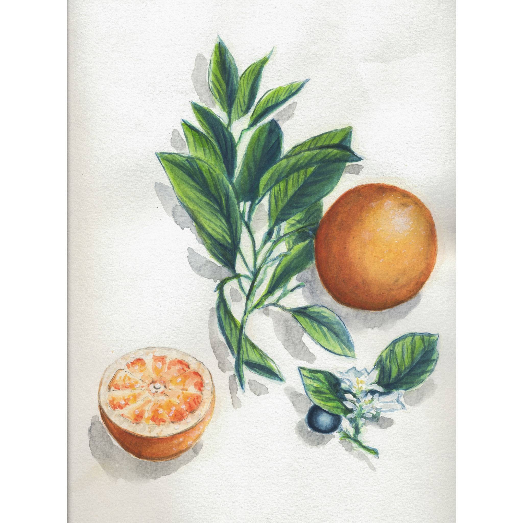 Clairefontaine 5x Aquarellblock 24x30cm 15 Blatt Motiv Botanik 975726C