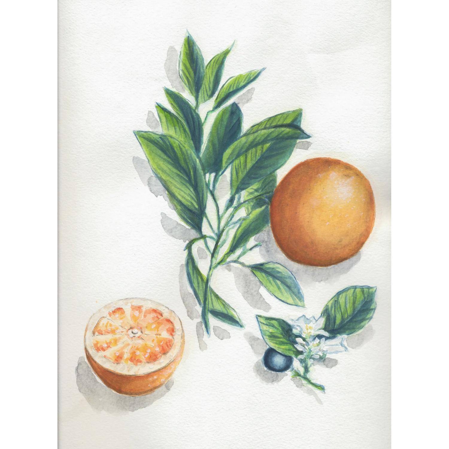 Clairefontaine 5x Aquarellblock 24x30cm 15 Blatt Motiv Botanik 975726C