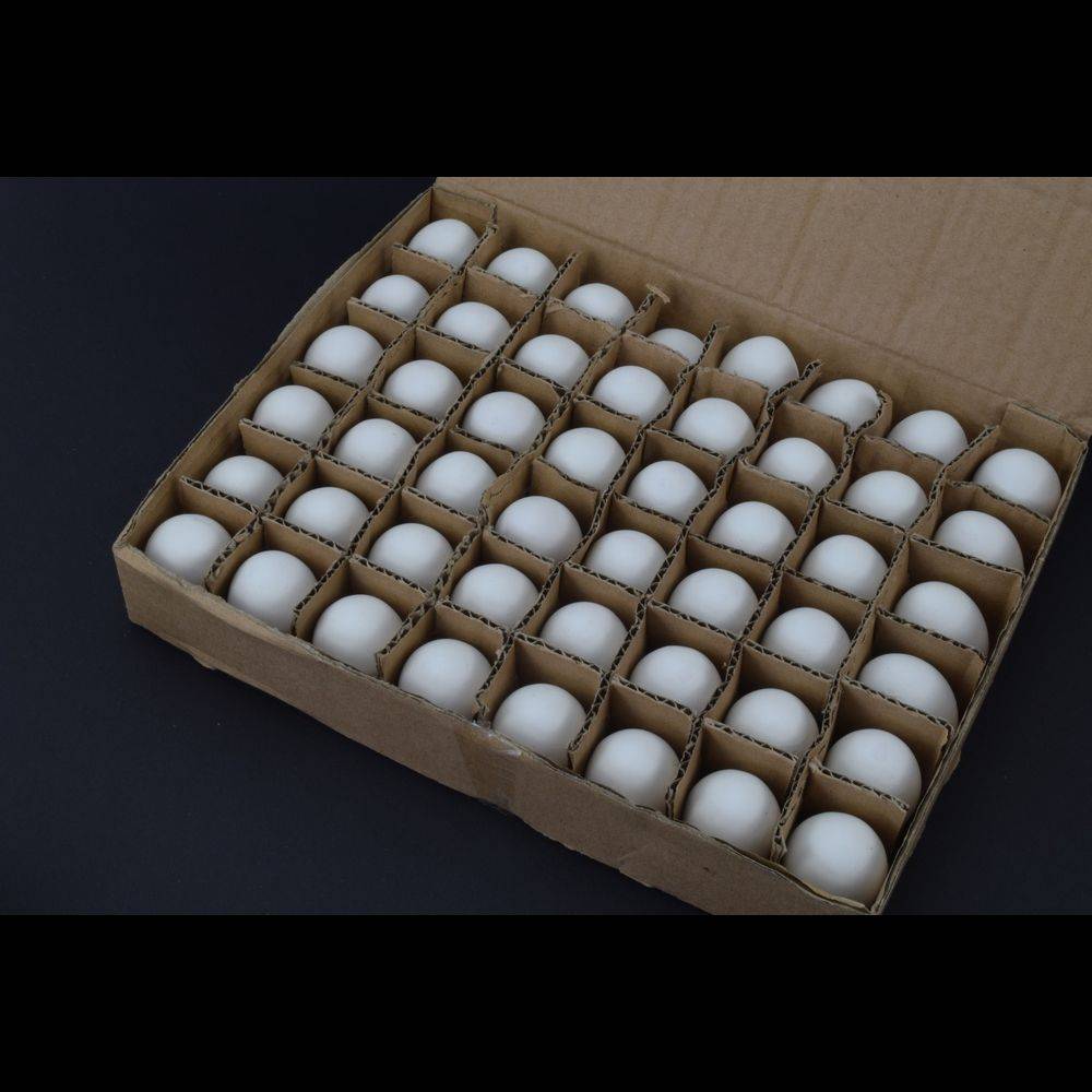 Nesteier Gipseier Gr.1