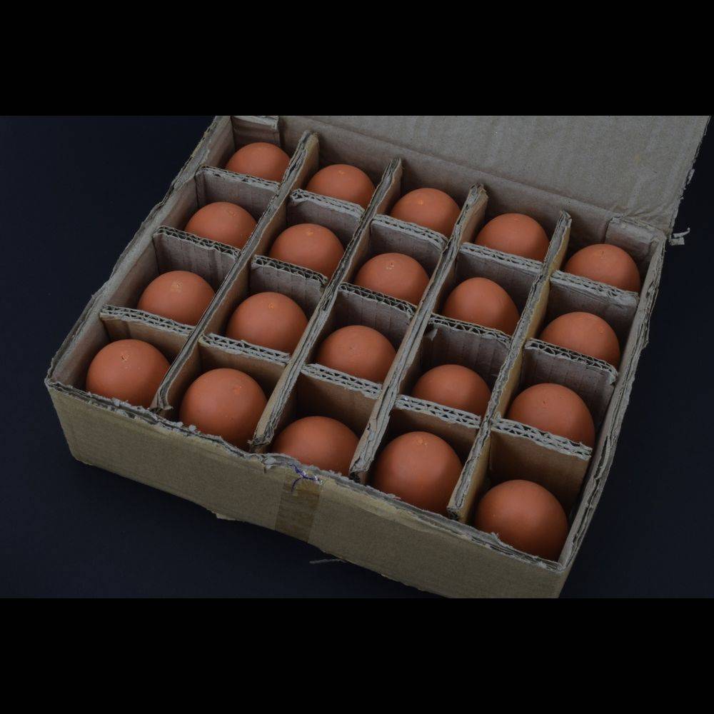 Nesteier Gipseier Gr.4