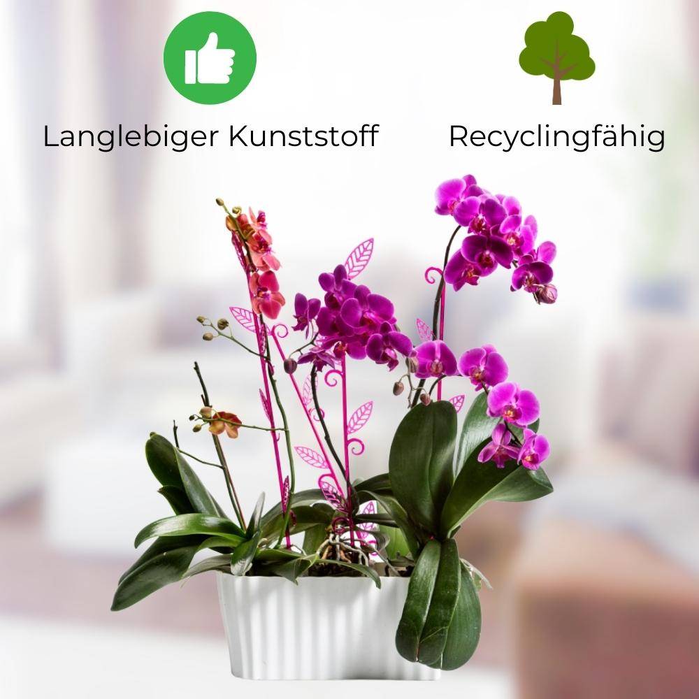 Orchideentopf TRIOLA glas