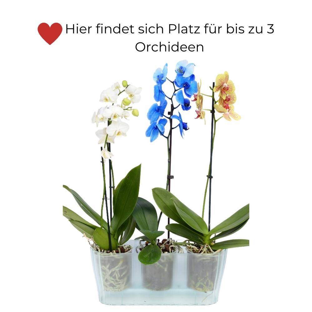 Orchideentopf TRIOLA glas