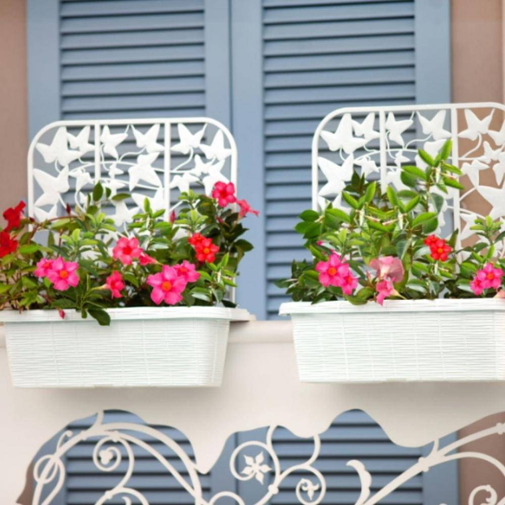 2x Balkonkasten mit Spalier für Kletterpflanzen Blumenkasten Geländerkasten 60 Rattan Optik Balkon Geländer Kasten Halterung Wasserspeicher Weiß