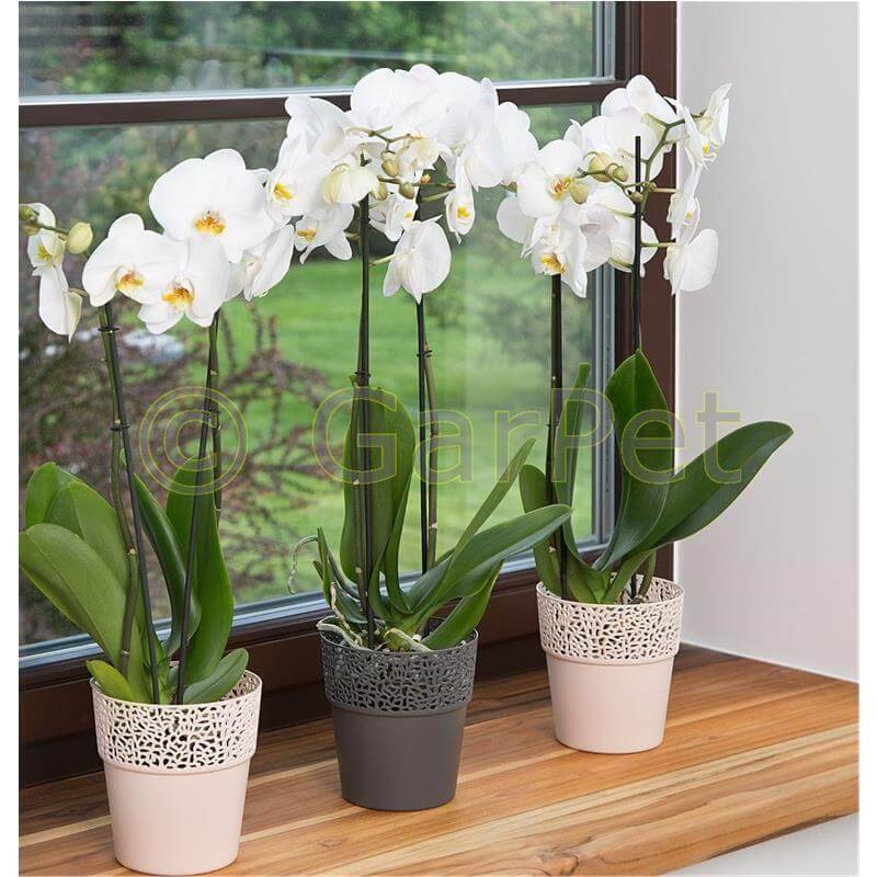 Übertopf Rosa cream 170