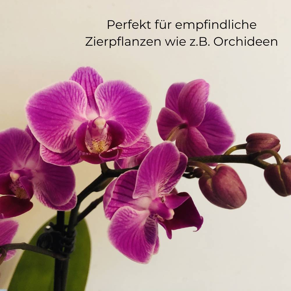 Blumensprüher Hand Pflanzen Wasser Sprüher Sprühflasche leer Haushalt und Garten