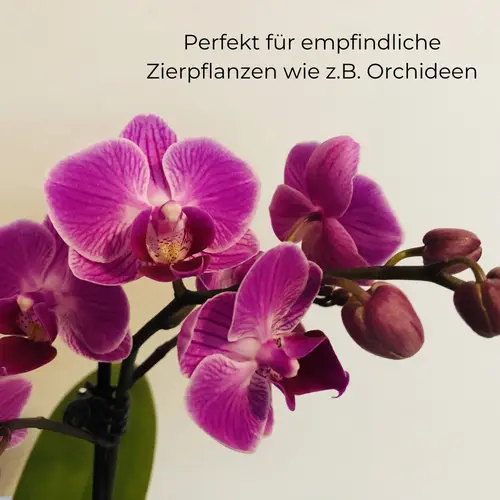 Blumensprüher Hand Pflanzen Wasser Sprüher Sprühflasche leer Haushalt und Garten Blumensprüher Hand Pflanzen Wasser Sprüher Sprühflasche leer Haushalt und Garten