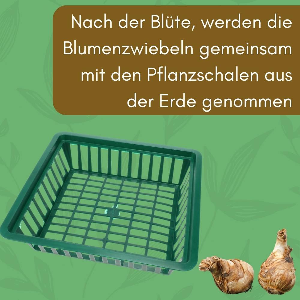 12x Pflanzkörbe für Blumenzwiebeln Pflanzkorb Blumenzwiebeln Pflanzkörbe für Tulpen Zwiebelpflanzschale Herbstpflanzung Blumenzwiebelschale 28x26