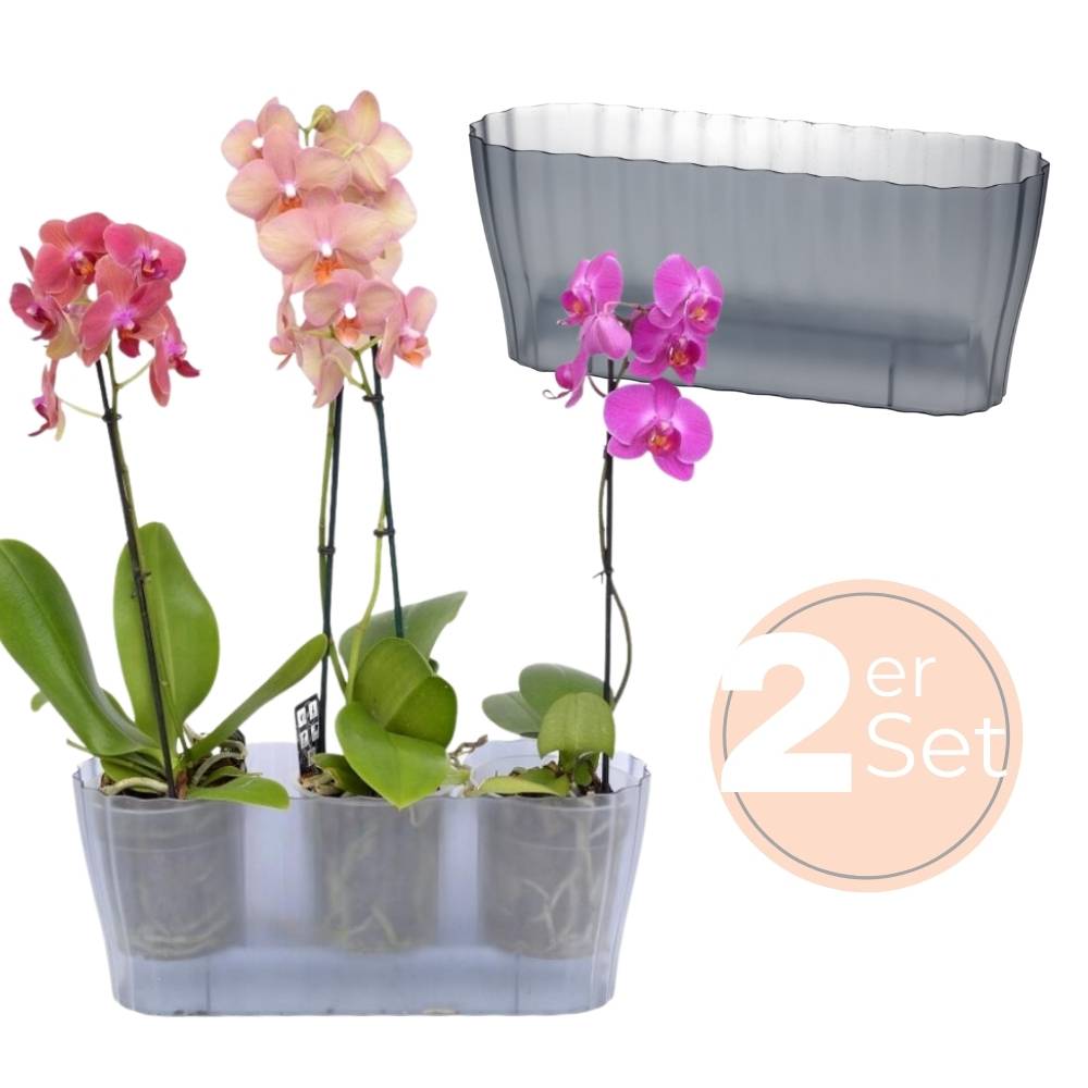 2x Orchideentopf Transparent Orchideen Übertopf Pflanztöpfe Übertöpfe für Orchideen aus Kunststoff Innen Elegant Durchsichtig Orchideentopf groß