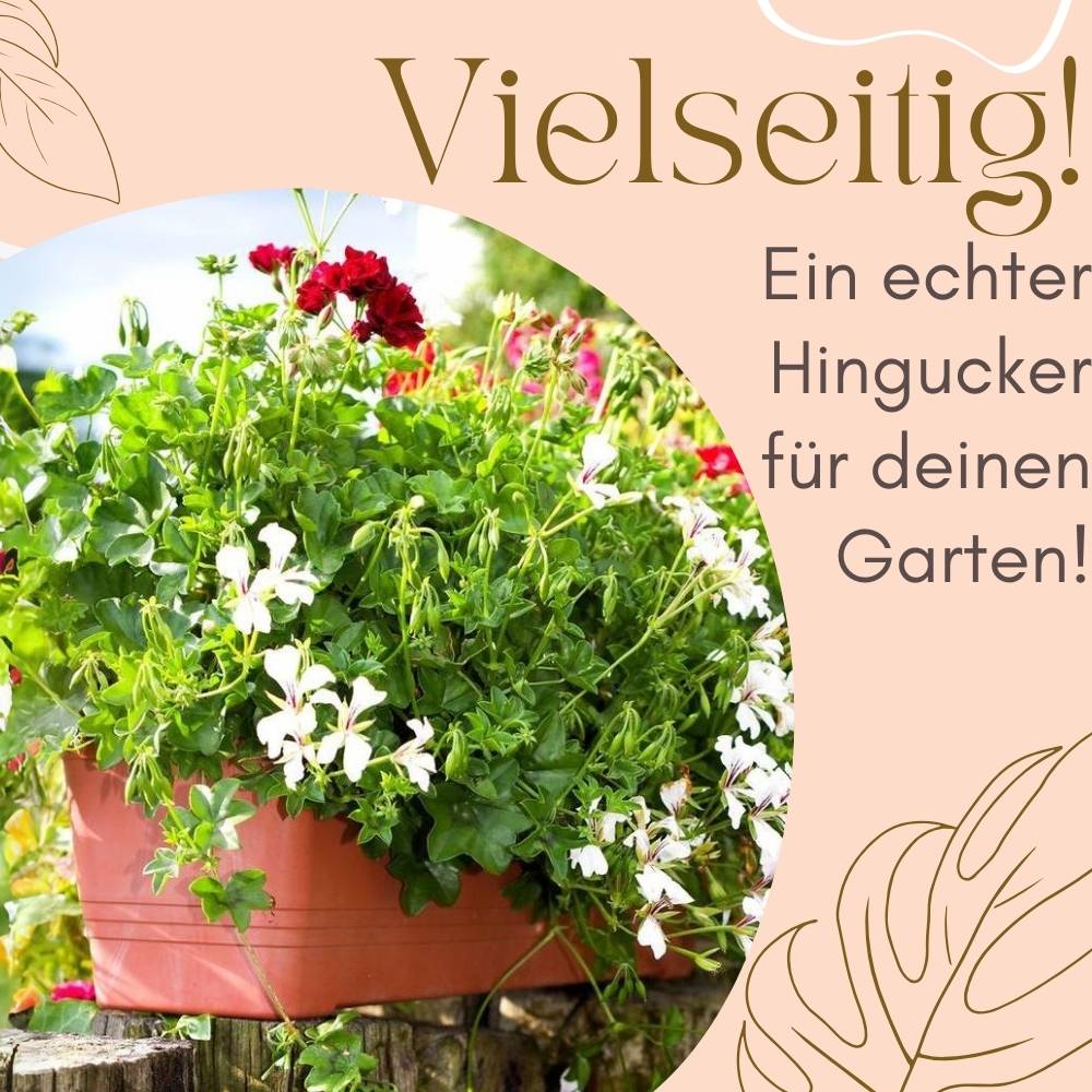 2x Blumenkasten mit Wasserspeicher Blumenkasten Fensterbank Pflanzkasten Outdoor Wasserstandsanzeiger Gießschacht Bewässerungsband 60 cm Terrakotta