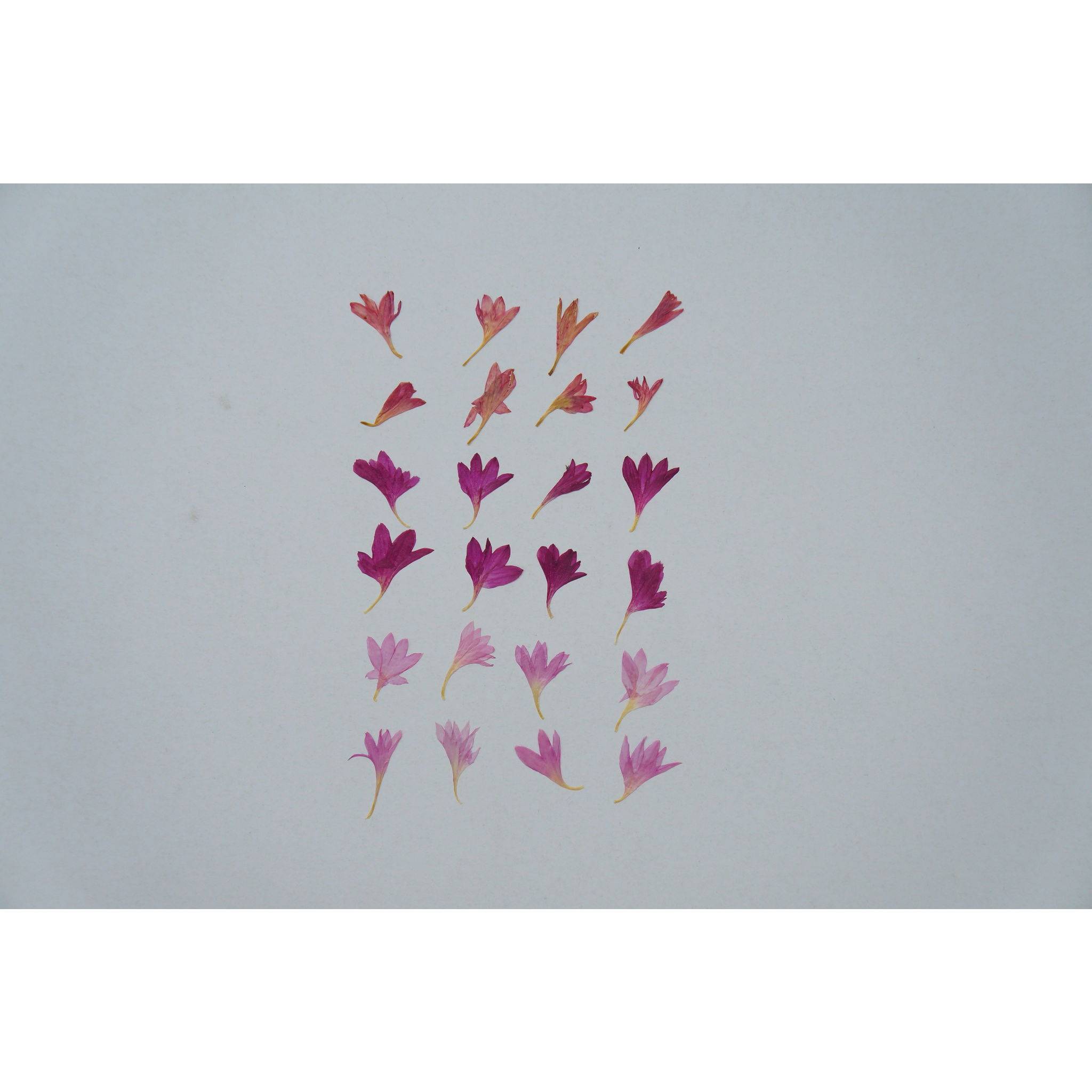 Jacques Herbin 3x Trockenblumen, Kornblumenblätter, Packung 24 Stück Rosa 41364T