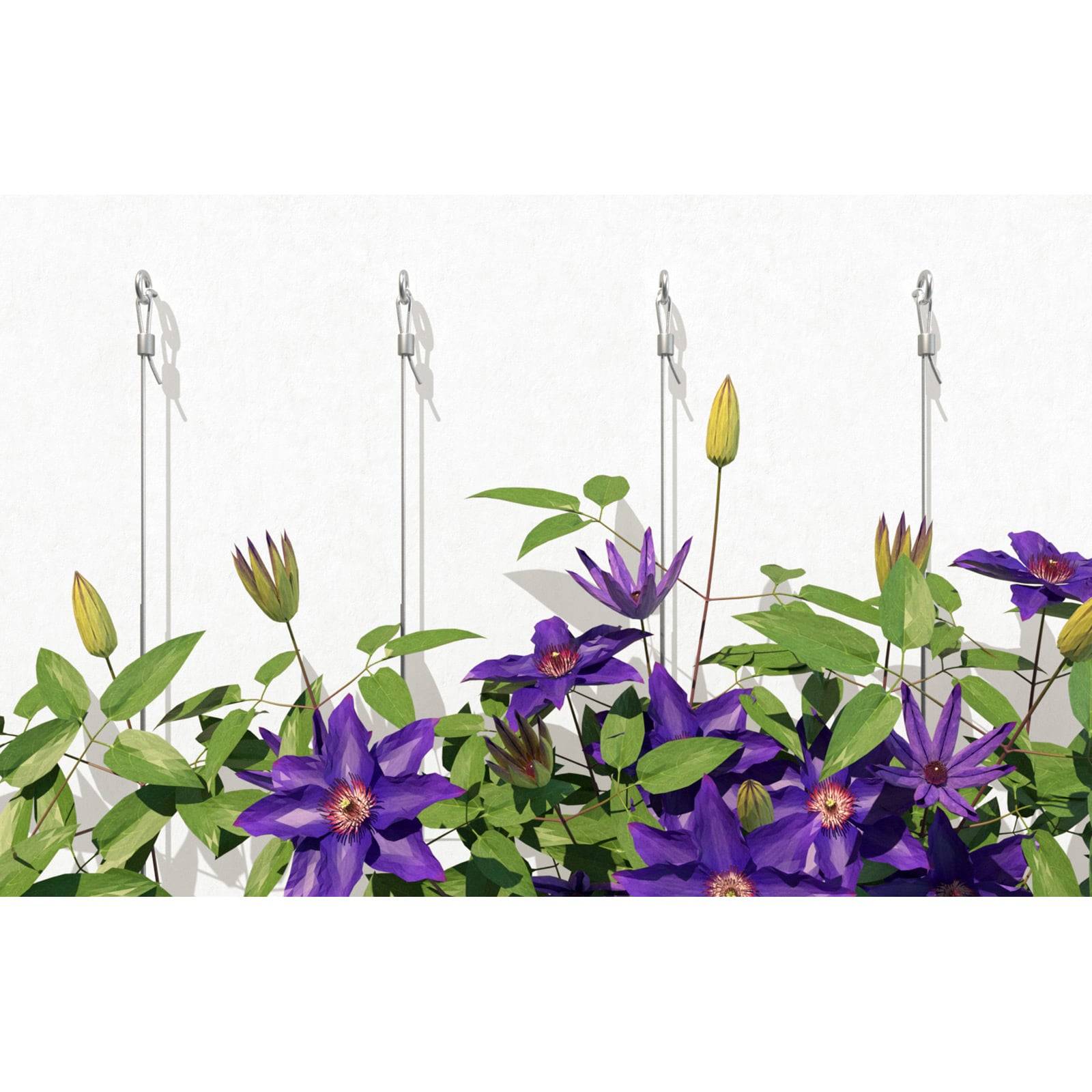 Violette Klematisblüten mit grünen Blättern, die an weißen Spalieren vor einem weißen Hintergrund emporranken.