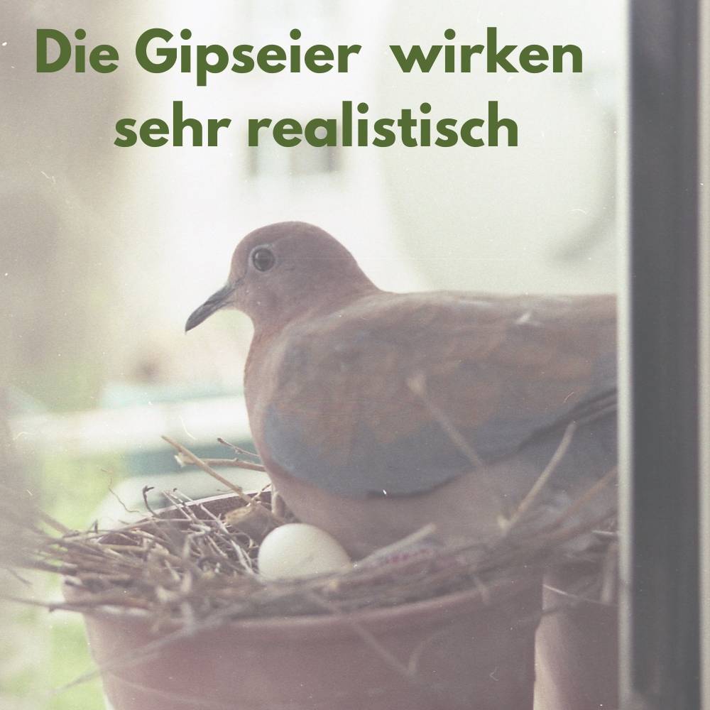 6x Legeeier Kunsteier Nesteier für Hühner Gipseier für Tauben Bruteier Künstliche Eier Taubeneier 15gr 40x30 mm