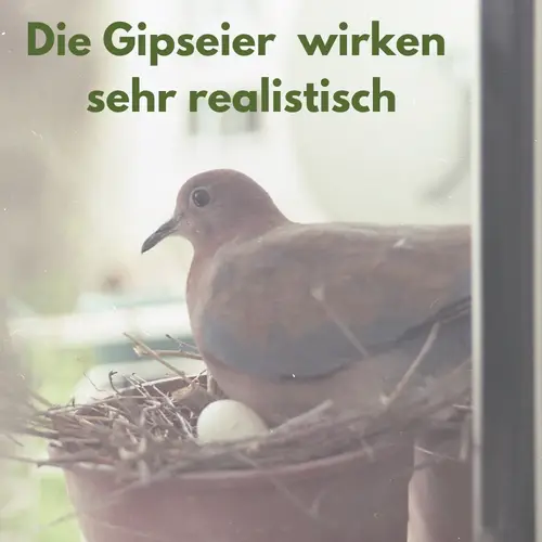 6x Legeeier Kunsteier Nesteier für Hühner Gipseier für Tauben Bruteier Künstliche Eier Taubeneier 15gr 40x30 mm 6x Legeeier Kunsteier Nesteier für Hühner Gipseier für Tauben Bruteier Künstliche Eier Taubeneier 15gr 40x30 mm