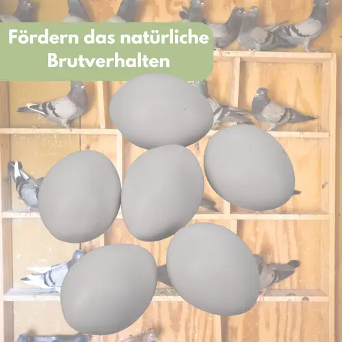 6x Legeeier Kunsteier Nesteier für Hühner Gipseier für Tauben Bruteier Künstliche Eier Taubeneier 15gr 40x30 mm 6x Legeeier Kunsteier Nesteier für Hühner Gipseier für Tauben Bruteier Künstliche Eier Taubeneier 15gr 40x30 mm