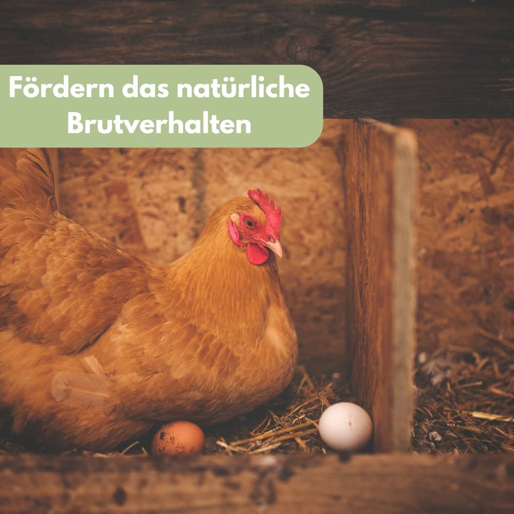 6x Legeeier Kunsteier Nesteier für Hühner Gipseier Bruteier Fasanen Enten Künstliche Eier Hühnereier Braun