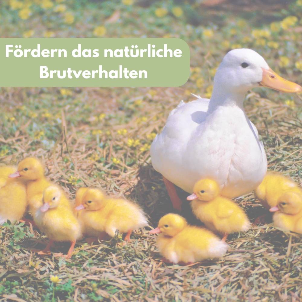6x Legeeier Kunsteier Nesteier für Hühner Gipseier Bruteier Fasanen Gänse Enten Künstliche Eier Enteneier Braun