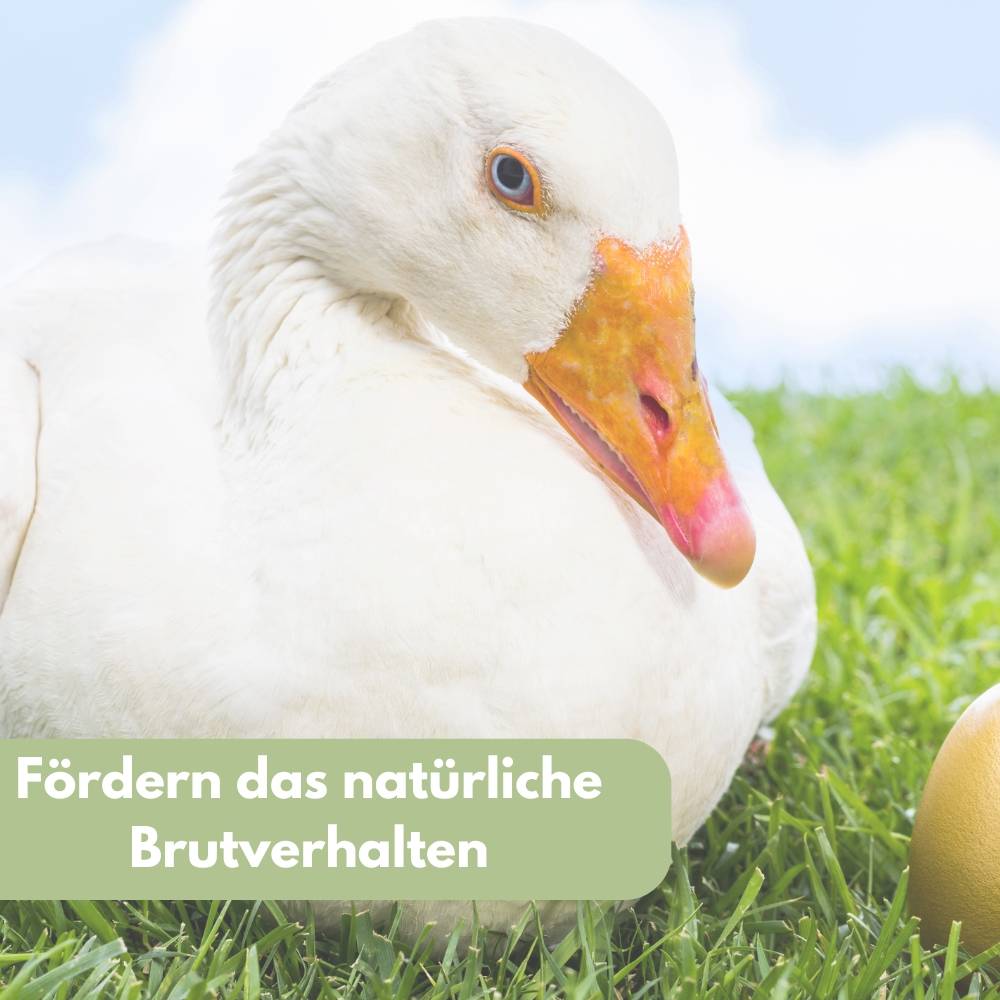 6x Legeeier Kunsteier Nesteier Gipseier Bruteier Fasanen Gänse Enten Künstliche Eier Gänseeier Weiß