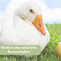 6x Legeeier Kunsteier Nesteier Gipseier Bruteier Fasanen Gänse Enten Künstliche Eier Gänseeier Weiß 6x Legeeier Kunsteier Nesteier Gipseier Bruteier Fasanen Gänse Enten Künstliche Eier Gänseeier Weiß