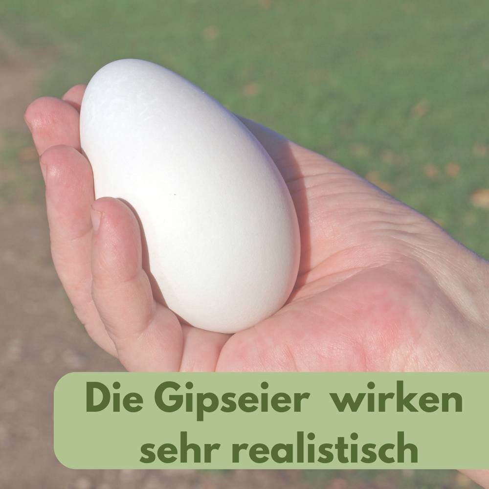 6x Legeeier Kunsteier Nesteier Gipseier Bruteier Fasanen Gänse Enten Künstliche Eier Gänseeier Weiß
