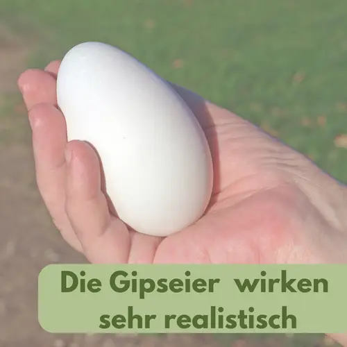 6x Legeeier Kunsteier Nesteier Gipseier Bruteier Fasanen Gänse Enten Künstliche Eier Gänseeier Weiß 6x Legeeier Kunsteier Nesteier Gipseier Bruteier Fasanen Gänse Enten Künstliche Eier Gänseeier Weiß