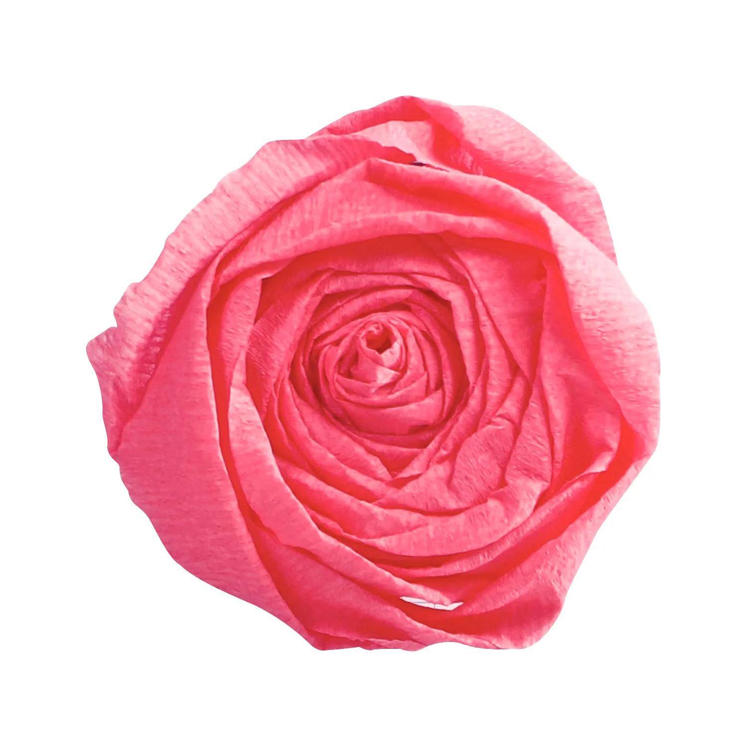Einzelne rosa Rosenblüte auf weißem Hintergrund.