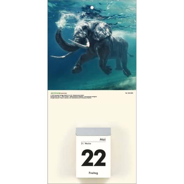 Kalenderrückwand 14,5x30cm für Typ 301 / 302 Tiere sortiert
