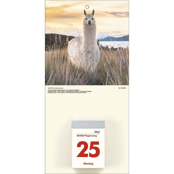 Kalenderrückwand 14,5x30cm für Typ 301 / 302 Tiere sortiert