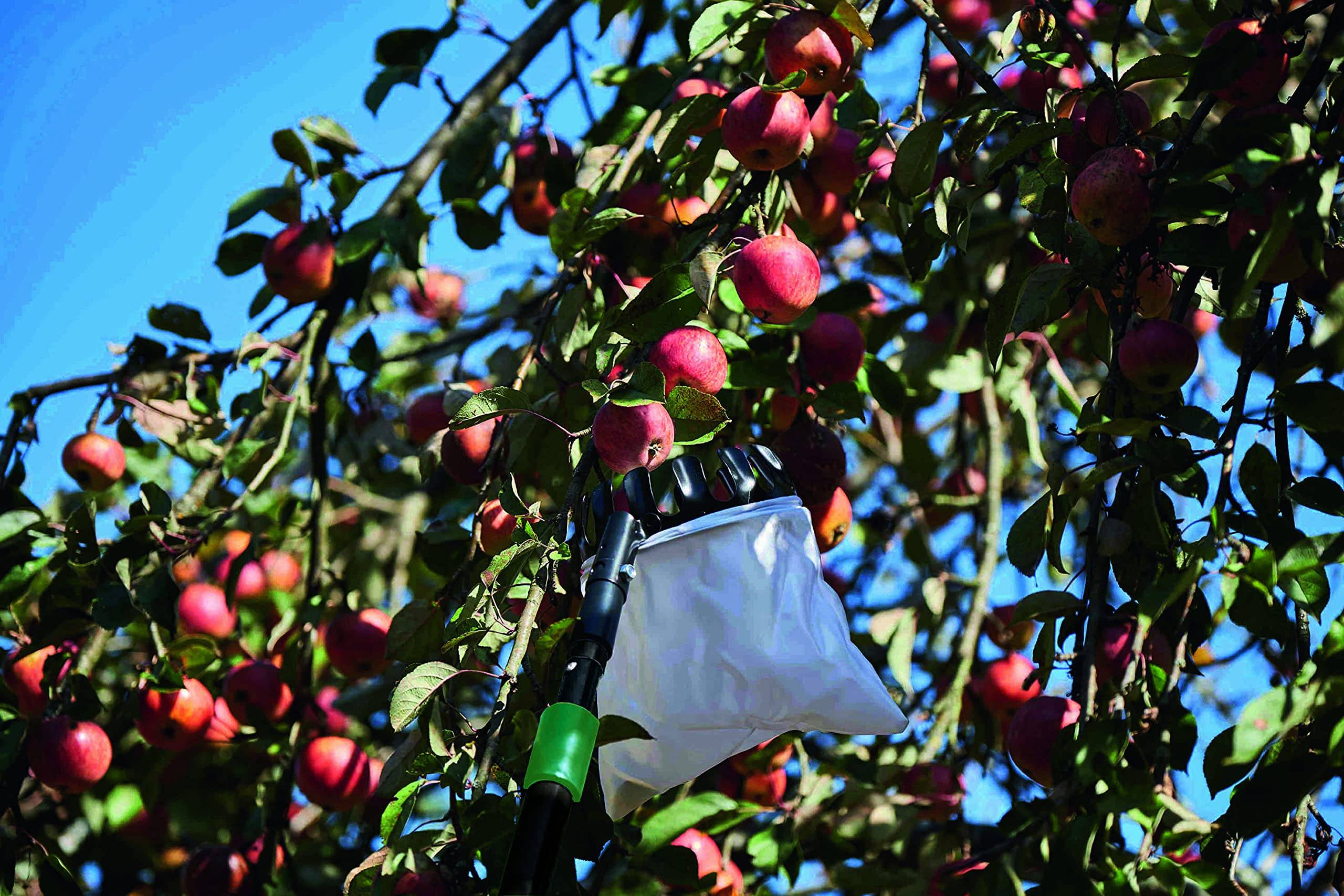 Freund Victoria Obstpflückset 28 (Obstpflücker, Leinensack, Teleskopstange verstellbar 180 - 320 cm) 1990631