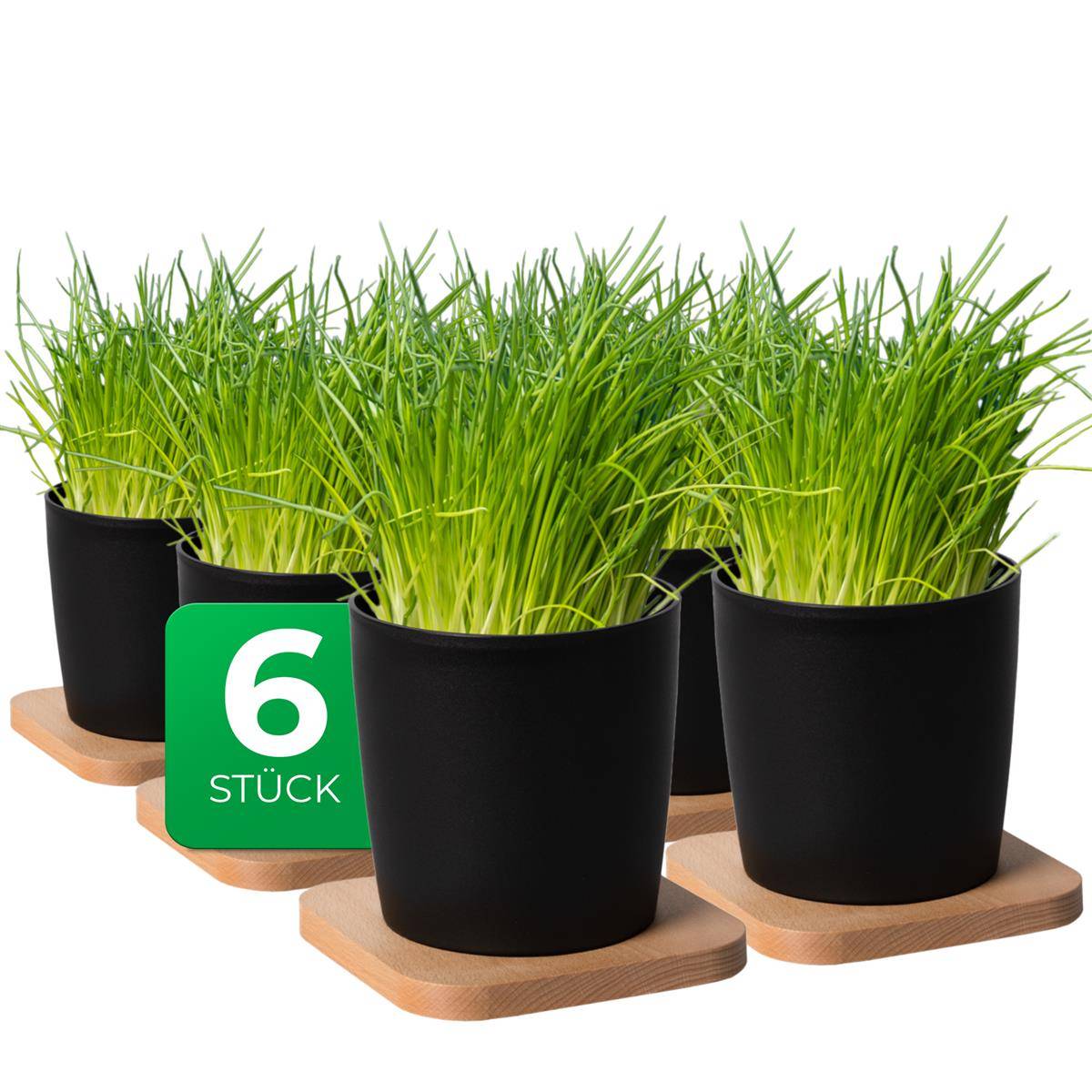 Novaliv Stilvolle 6er Set Kräutertopf mit Holzunterlage für jede Fensterbank, Für frische Küchenkräuter, Kräutergarten für die küche, Kräuter