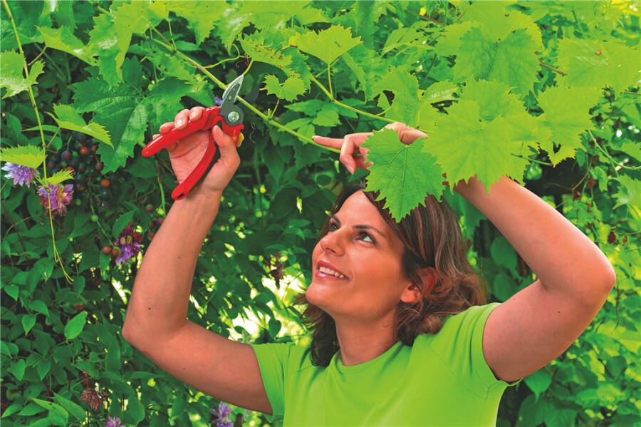 Amboss-Gartenschere Comfort Plus 73CFA003650 Schneidbereich Gehölz bis Ø 25 mm