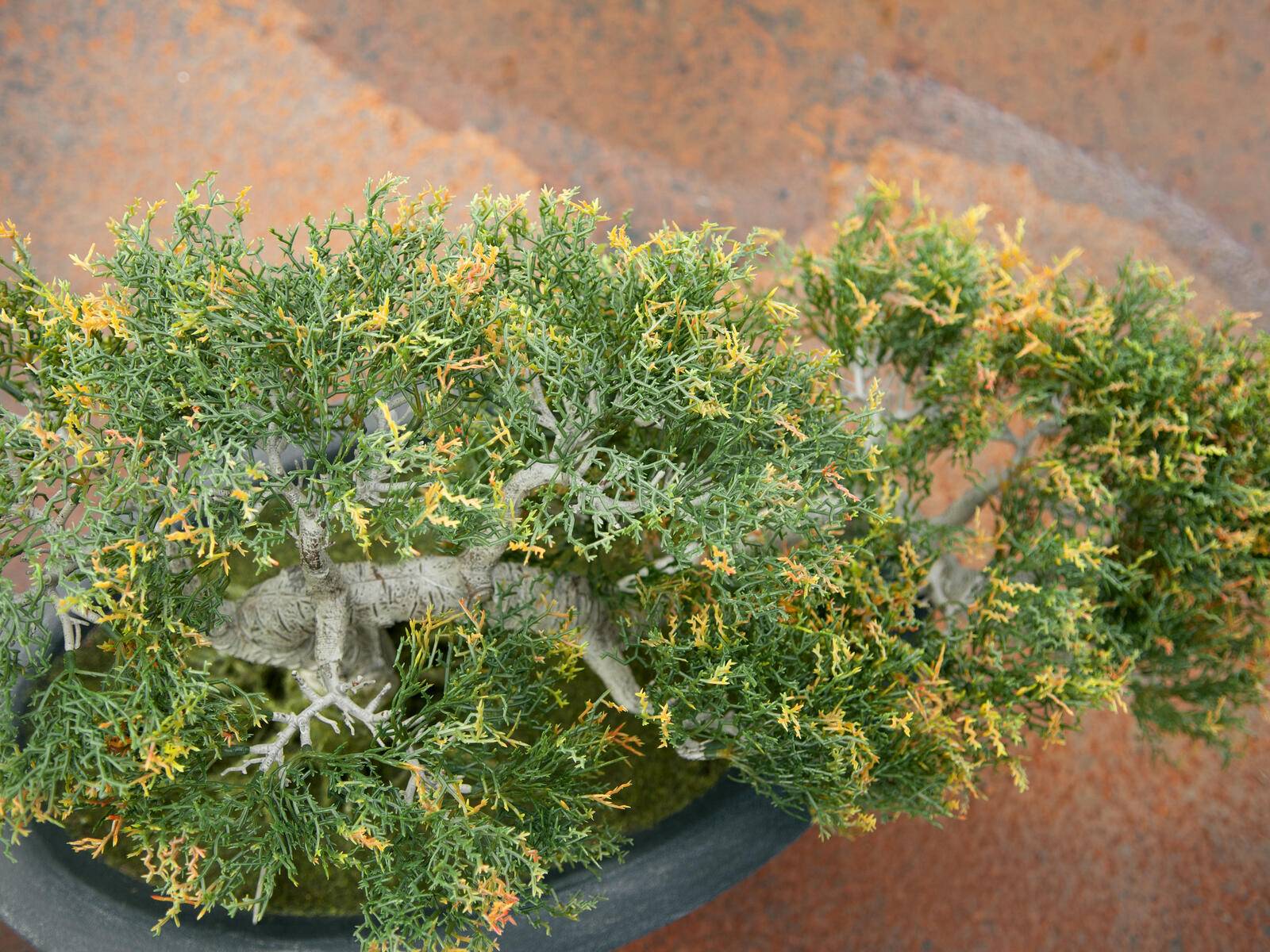 EUROPALMS Bonsai-Zeder, Kunstpflanze, 40cm