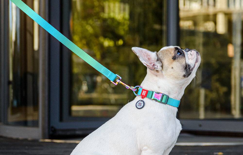 WAUDOG Hundeleine aus Nylon mit Farbverlauf, 15mm breit, 122cm lang, blau