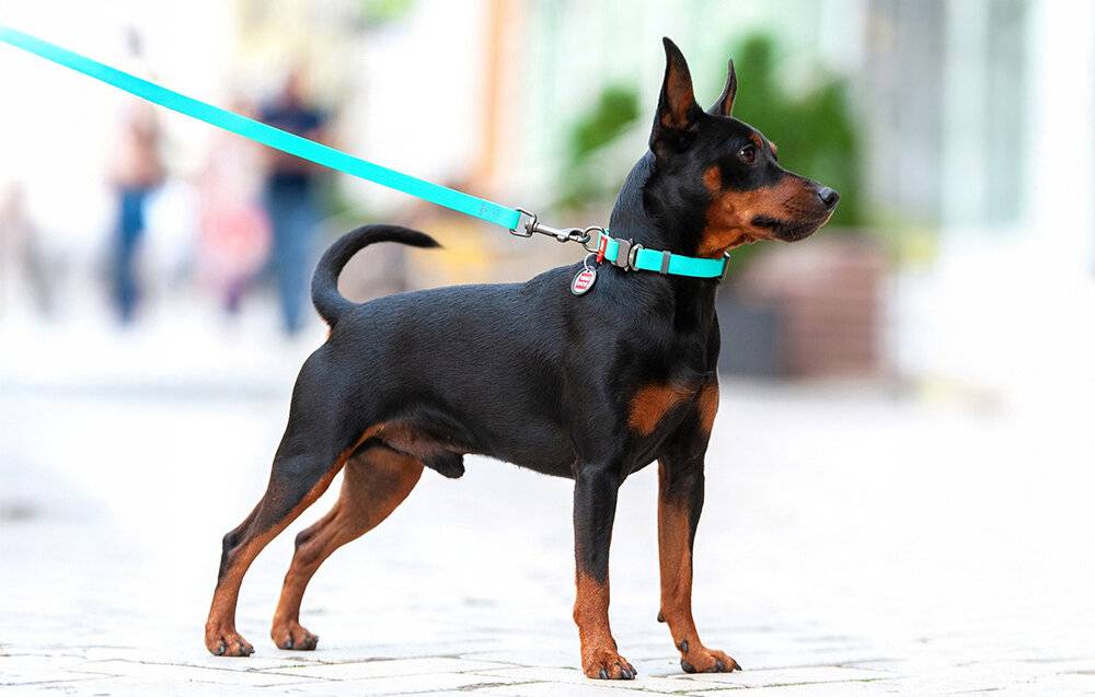 WAUDOG wasserdichte lumineszierende Hundeleine 25mm breit, 183 cm lang türkis