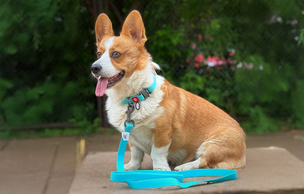 WAUDOG wasserdichte Hundeleine 20mm breit, 183 cm lang blau