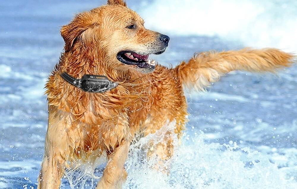 Rojeco 1000M PD521 Elektrisches Gebell-Halsband (Schwarz)