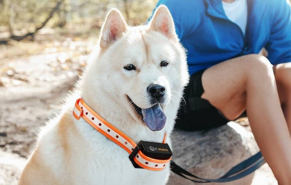 Rojeco PD5291000m Hundetrainingshalsband mit 2 Halsbändern