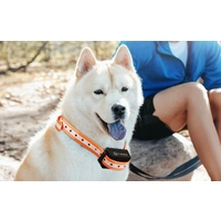 Rojeco PD5291000m Hundetrainingshalsband mit 2 Halsbändern Rojeco PD5291000m Hundetrainingshalsband mit 2 Halsbändern