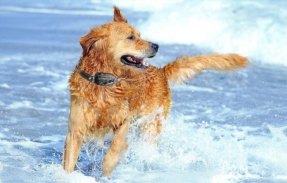 RojecoPD521 1000m Hundetrainingshalsband mit 2 Halsbändern (schwarz)