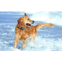 RojecoPD521 1000m Hundetrainingshalsband mit 2 Halsbändern (schwarz) RojecoPD521 1000m Hundetrainingshalsband mit 2 Halsbändern (schwarz)