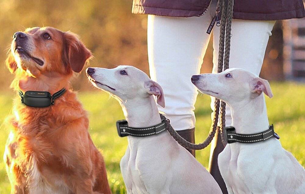 RojecoPD521 1000m Hundetrainingshalsband mit 2 Halsbändern (schwarz)