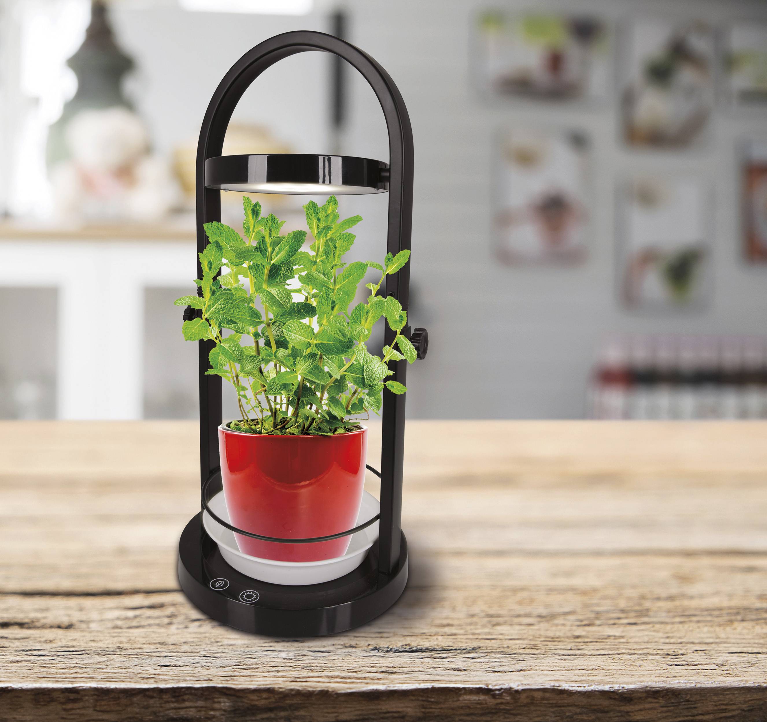 LED Pflanzen-Tischleuchte h:53,5cm "PLANTY"