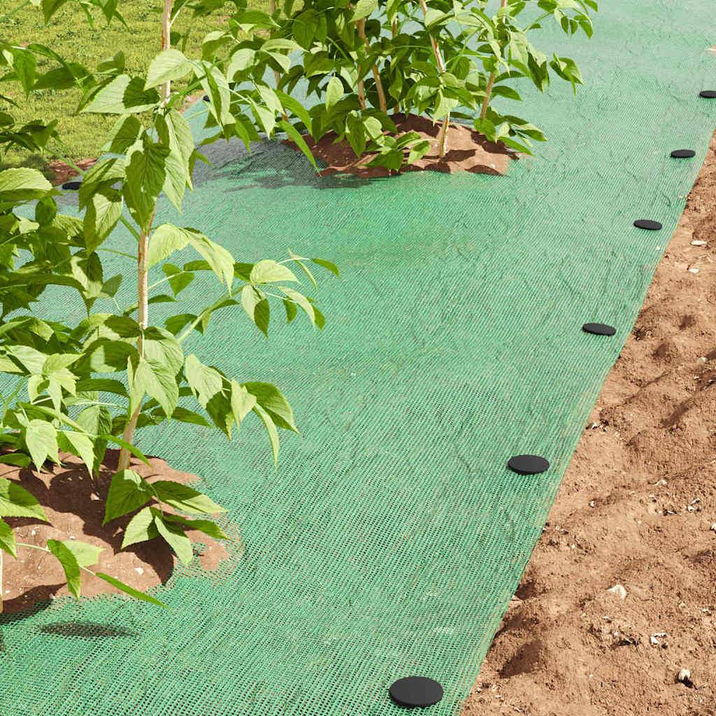 Junge Setzlinge werden in einer Reihe auf einer Gartenfolie gepflanzt. Das Pflanzgebiet ist auf einer Seite von blankem Boden begrenzt. Die grüne Folie hilft, das Unkrautwachstum zu verhindern.