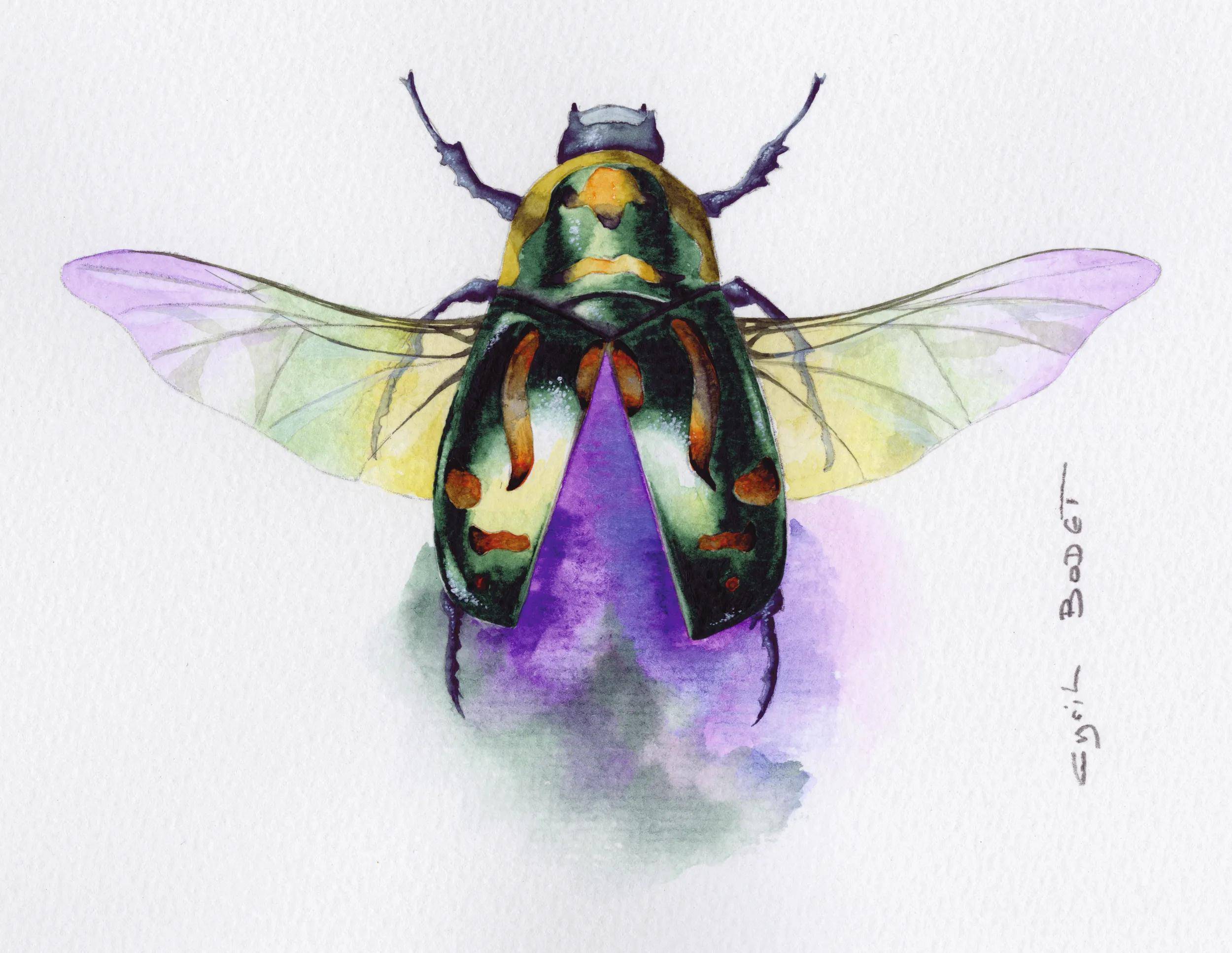 Aquarellillustration eines bunten Käfers oder einer Zikade mit durchscheinenden purpur-gelben Flügeln, die auf weißem Hintergrund ausgebreitet sind.