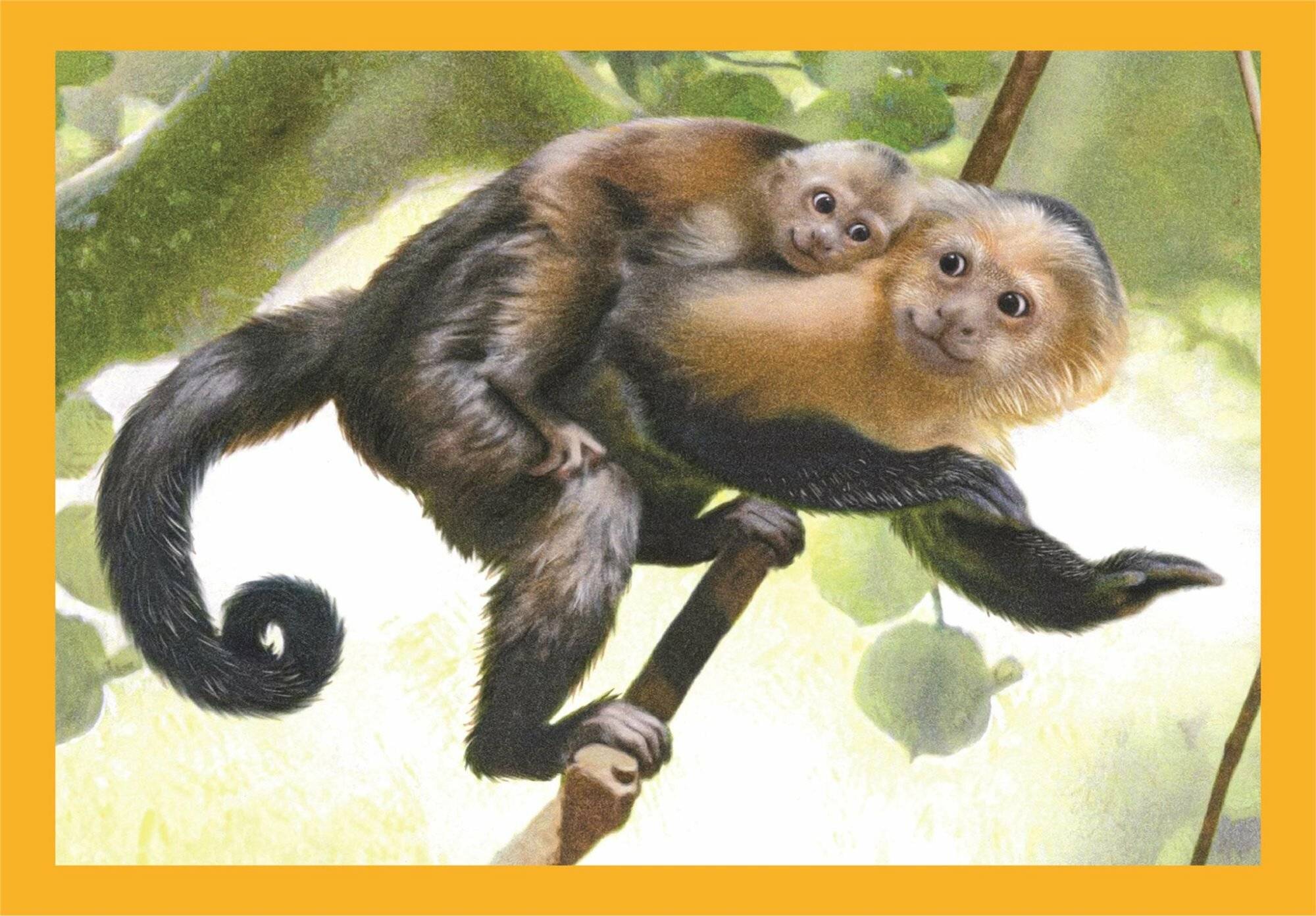 Noli Baby Kuschelpuzzle 12-16-20-24Stü ck